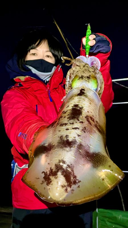 冬のアオリイカ