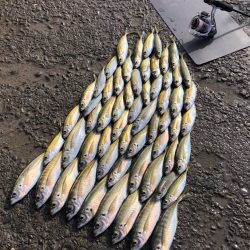 中アジ17匹含め65匹と好調！