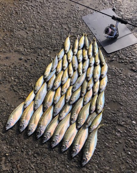 中アジ17匹含め65匹と好調！