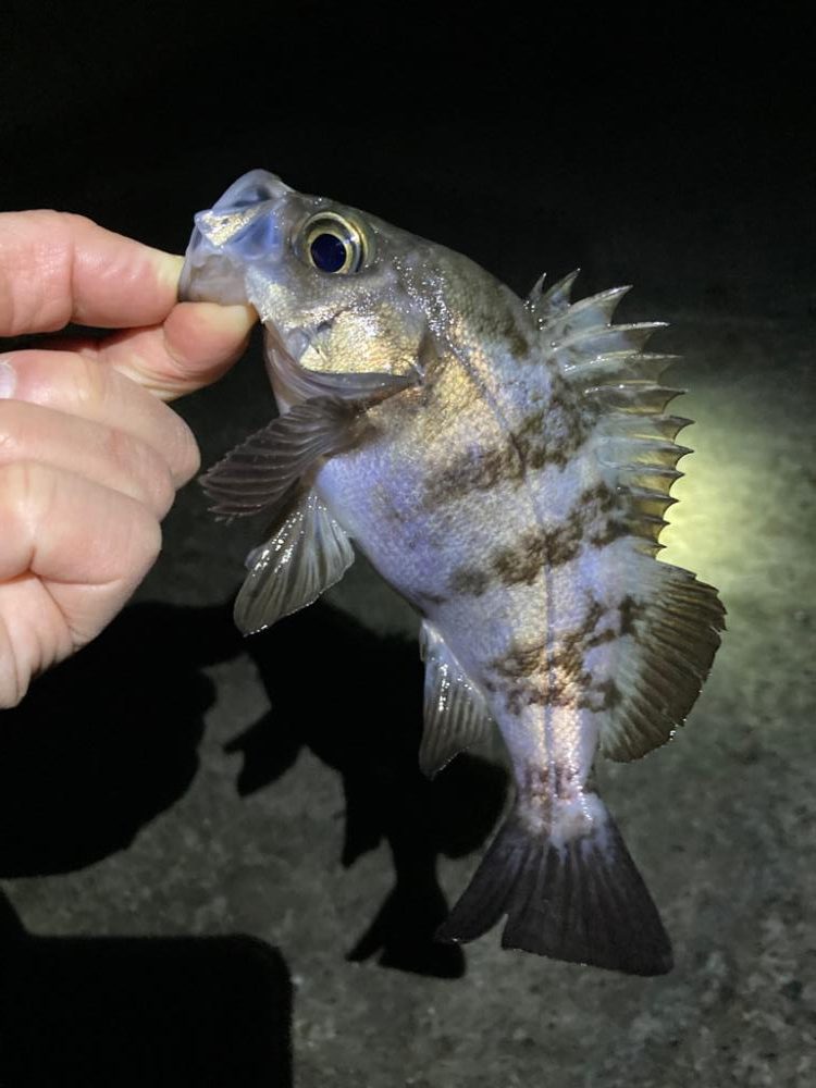 なんとかアジ、メバル