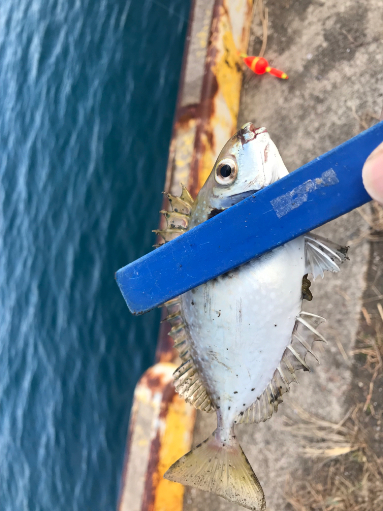 アオリを今日こそは。