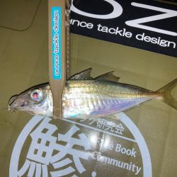 すぎっちの釣り日記