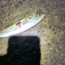 ラスト大サバ？