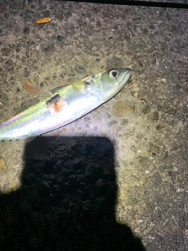 ラスト大サバ？