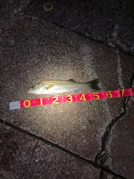 遂に、やっとシーズン突入