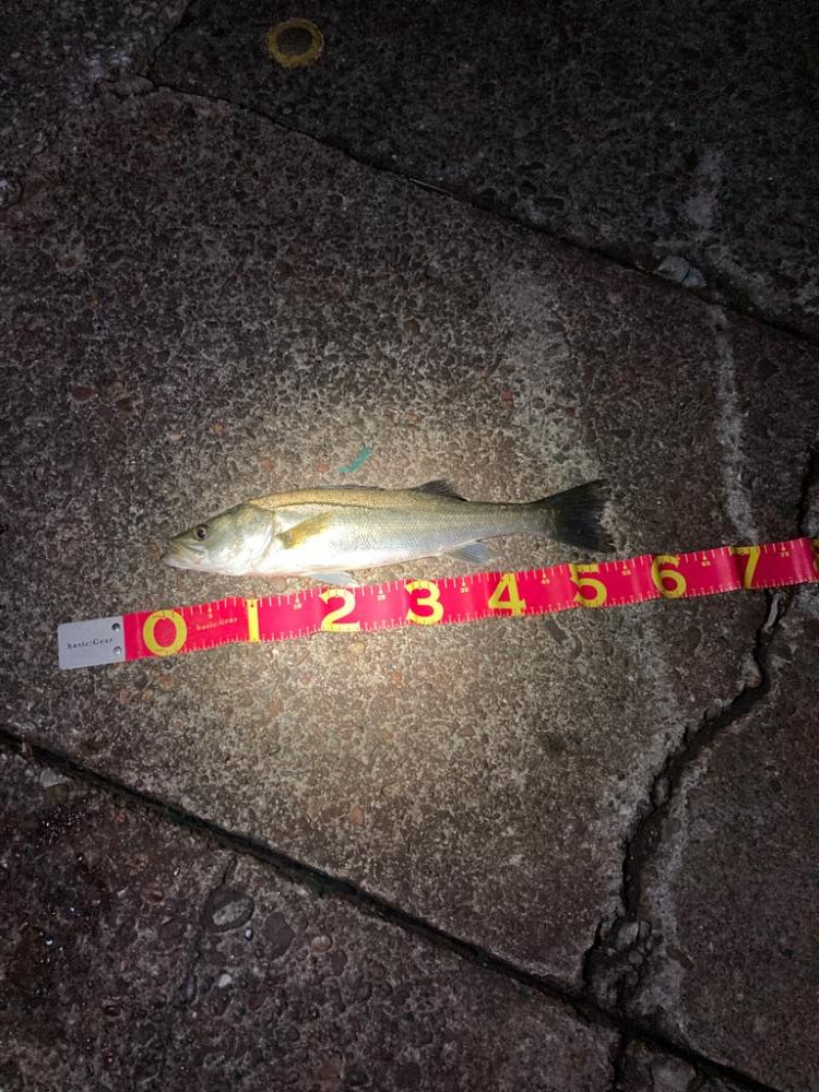 遂に、やっとシーズン突入