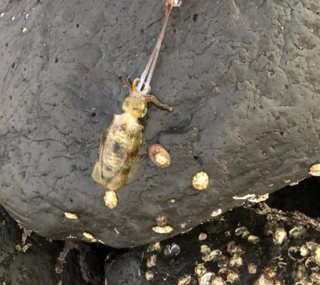 寒いのはムリ、、、(   ¯꒳¯ )