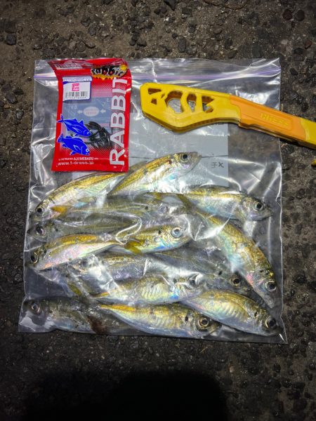 鯵を探して三千里Vel.11