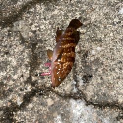 アユカケとキジハタ