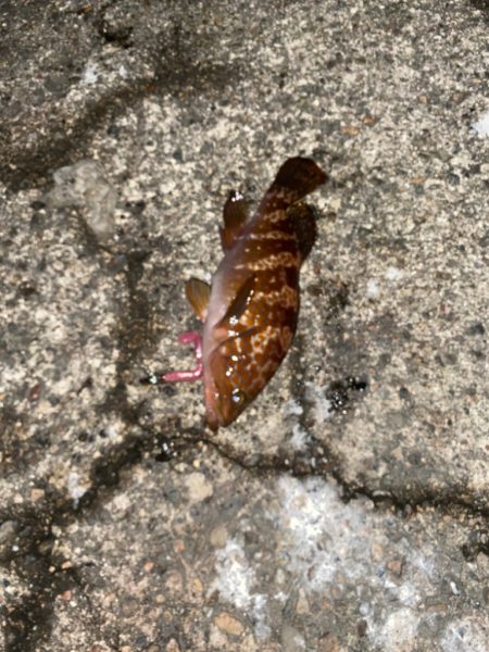 アユカケとキジハタ