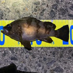 渋い大潮ライトゲーム