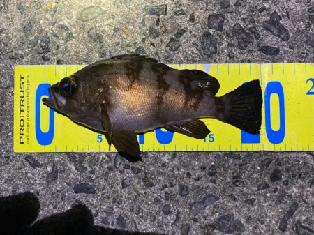 渋い大潮ライトゲーム