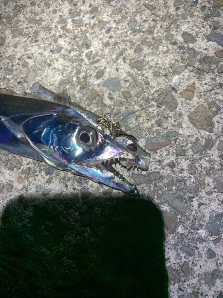 久しぶりの太刀魚