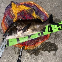 ヘチってきました