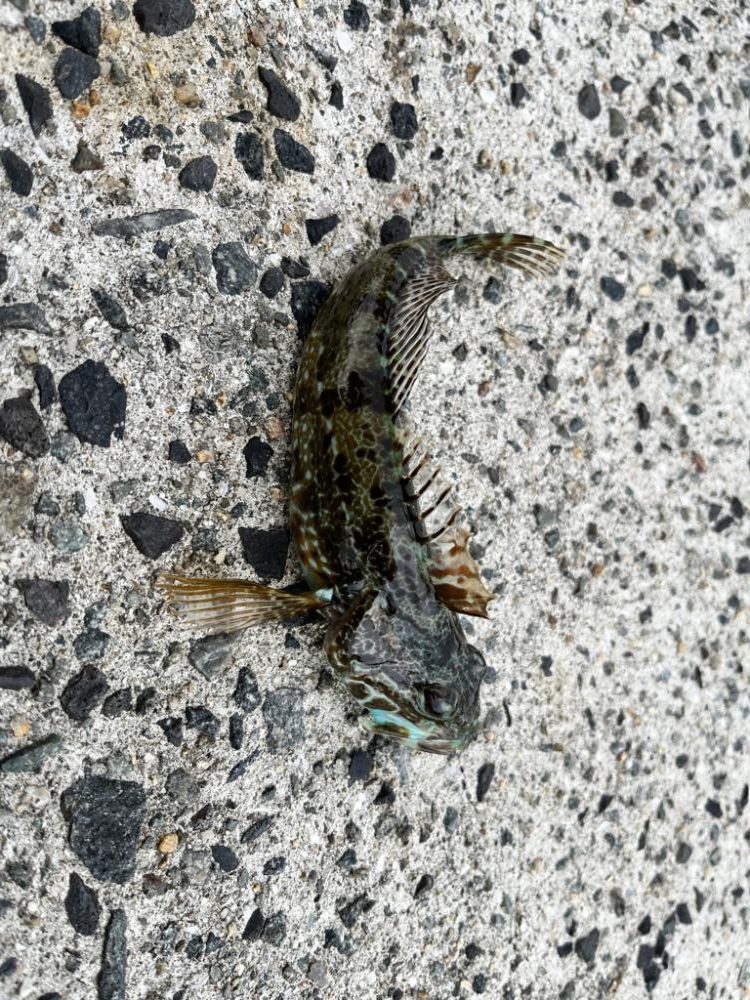 安物タックルでもちゃんと釣れるのか？