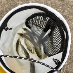 シーズン締めはサビキ釣り