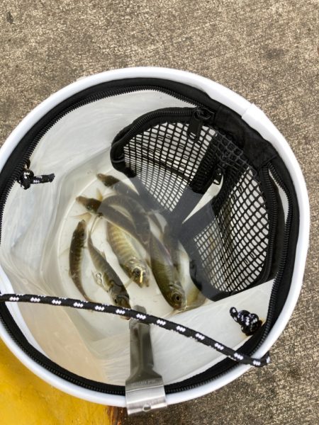 シーズン締めはサビキ釣り