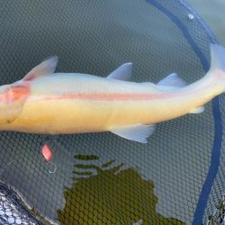 本年のあがり鱒