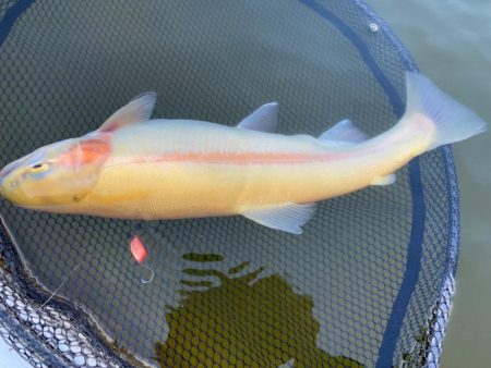 本年のあがり鱒