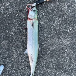 津田ジャンボのサゴシ