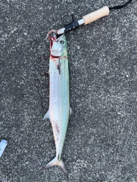 津田ジャンボのサゴシ