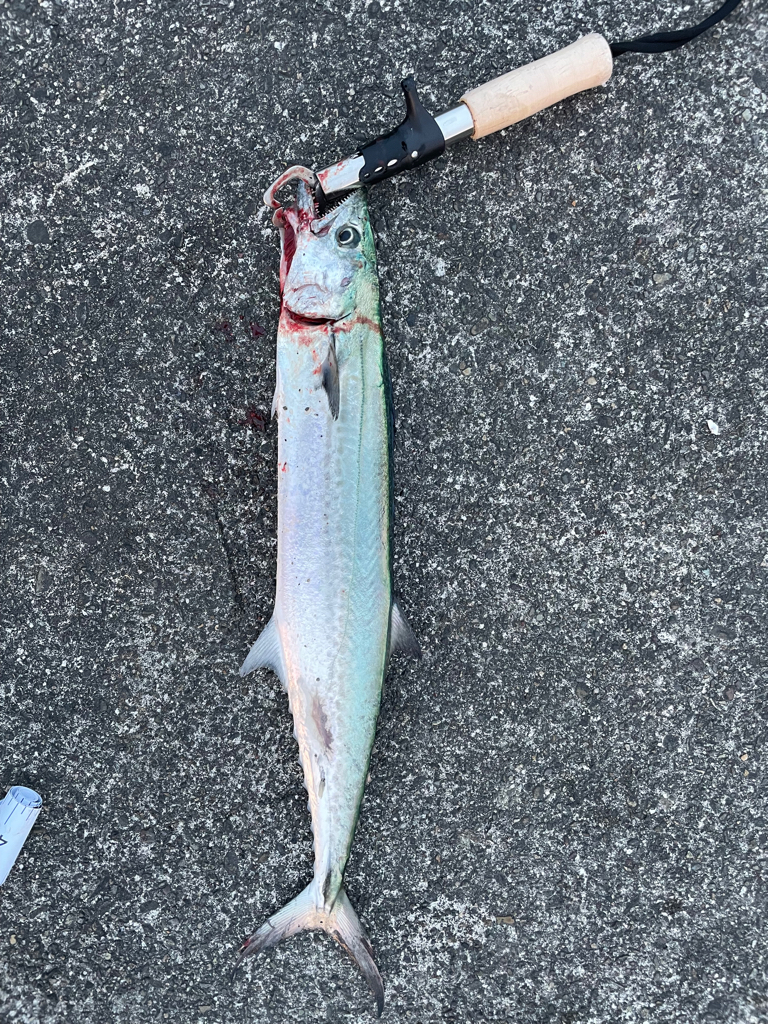 津田ジャンボのサゴシ