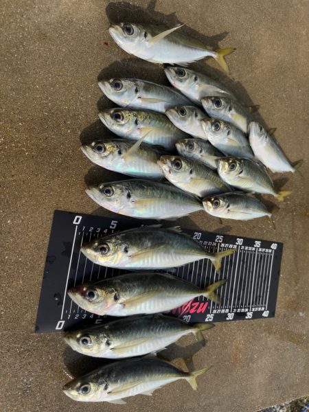 日が登ってからの時合い