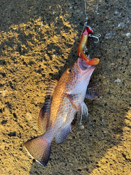 ジャックアイフリフリシャッドの強み