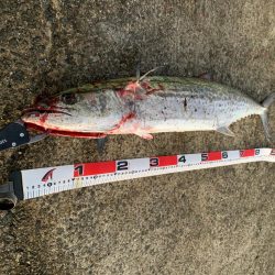 ショアジギング