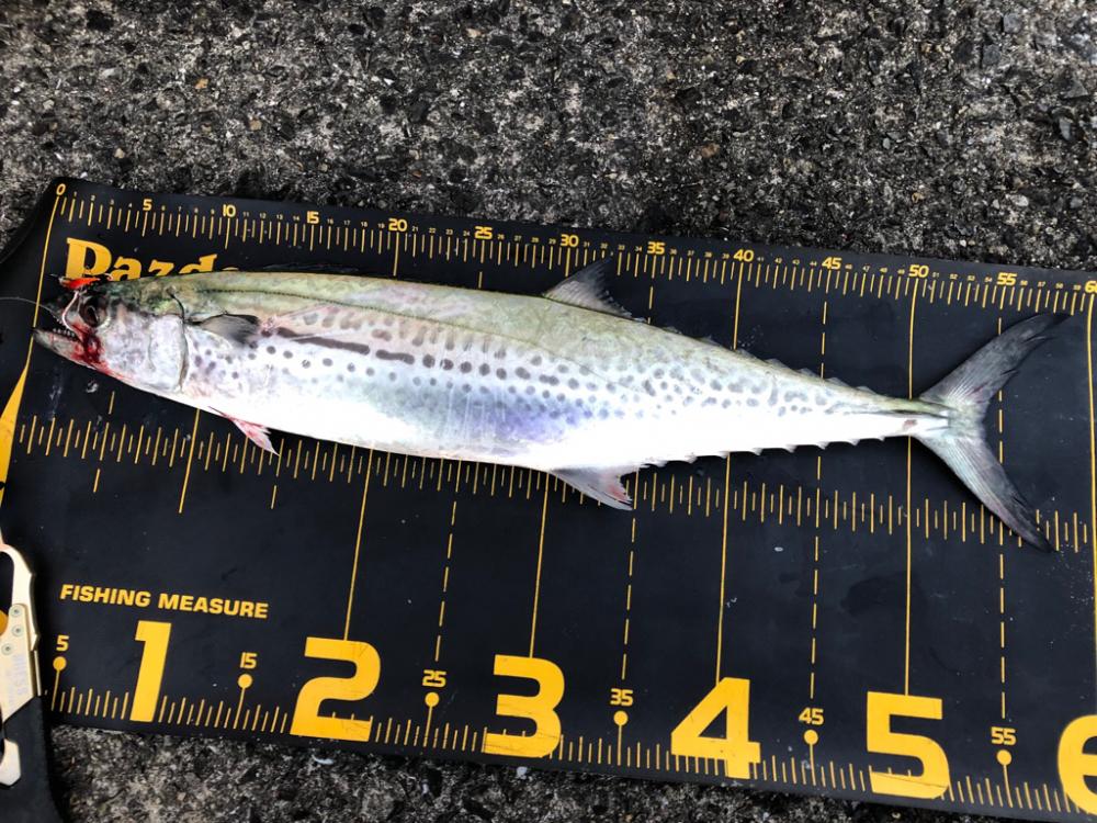 キャスティングゲームで