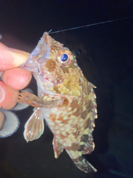 2022ライトゲーム最終戦（第48戦）