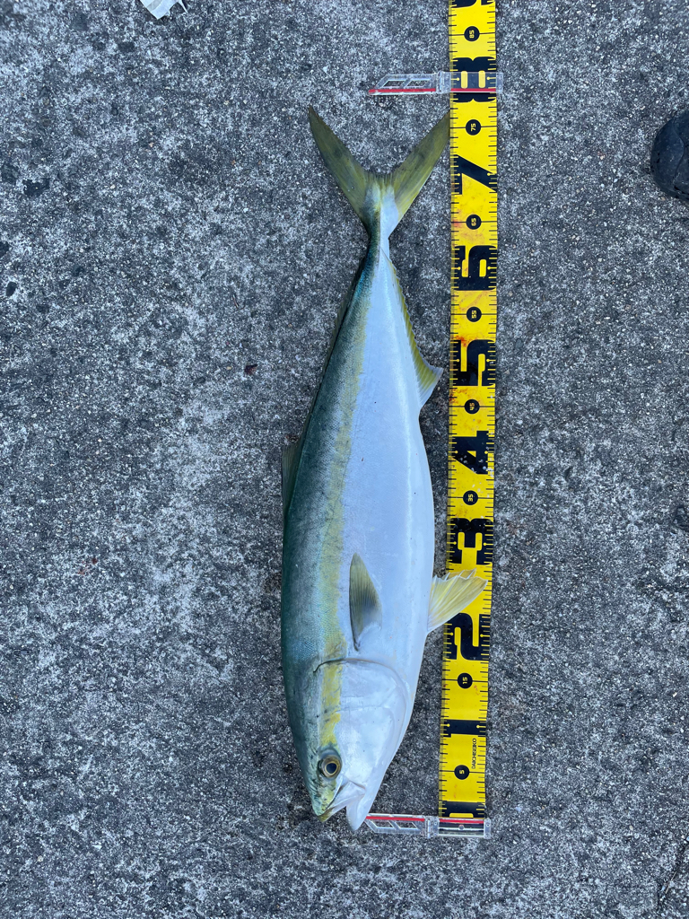 メジロ大漁　岸和田一文字