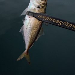 アジングナイト