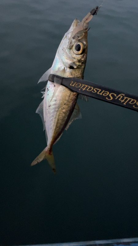 アジングナイト