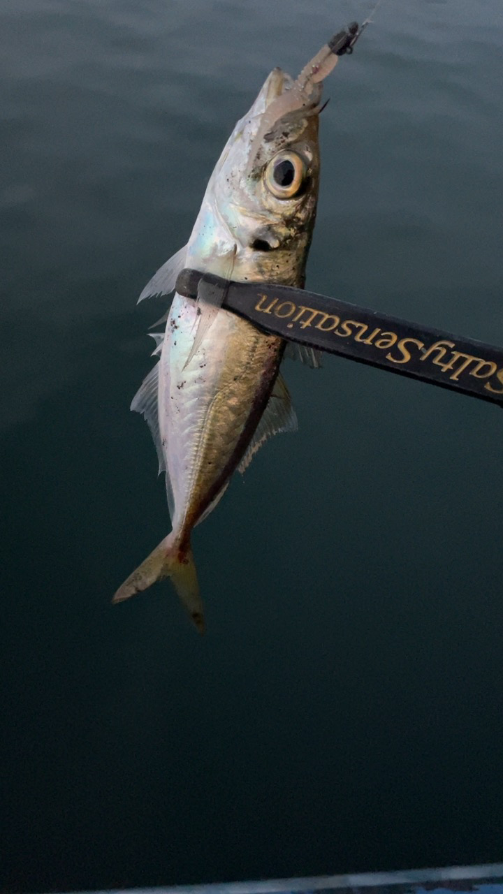 アジングナイト