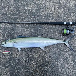 やっと、やっと出たサワラ！