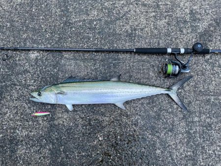 やっと、やっと出たサワラ！