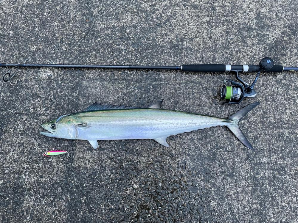 やっと、やっと出たサワラ！