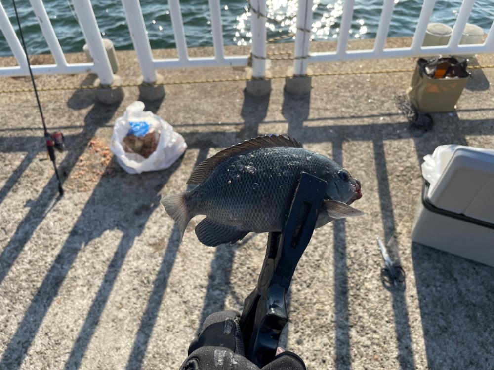 南港魚釣り園1210