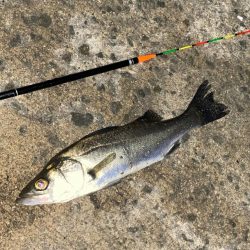 冷え込む日になりました。