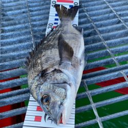 尼崎魚釣り園でチヌ2匹