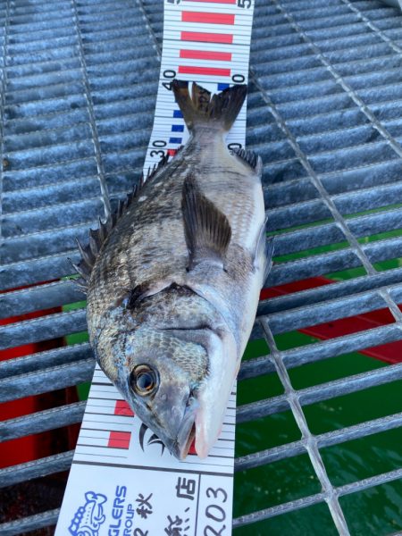 尼崎魚釣り園でチヌ2匹