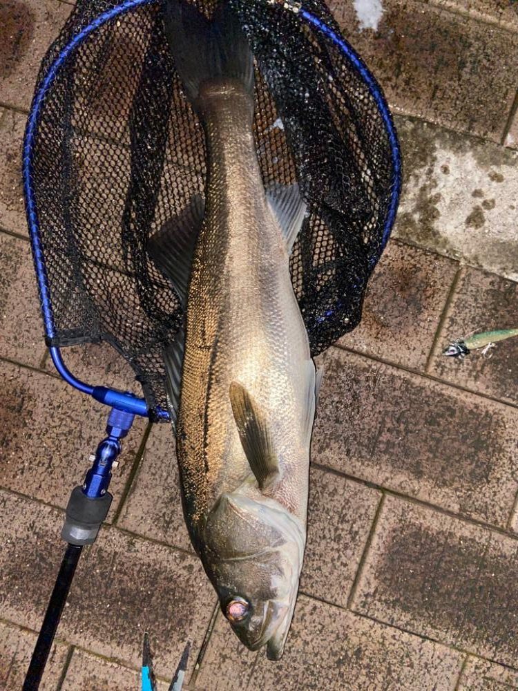 初めて狙って釣れた