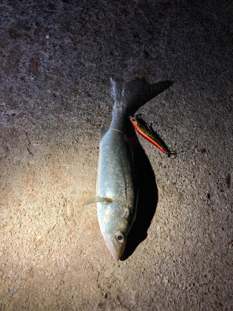 ゴメン！岸壁に衝突