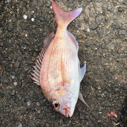 明石鯛を求めて…