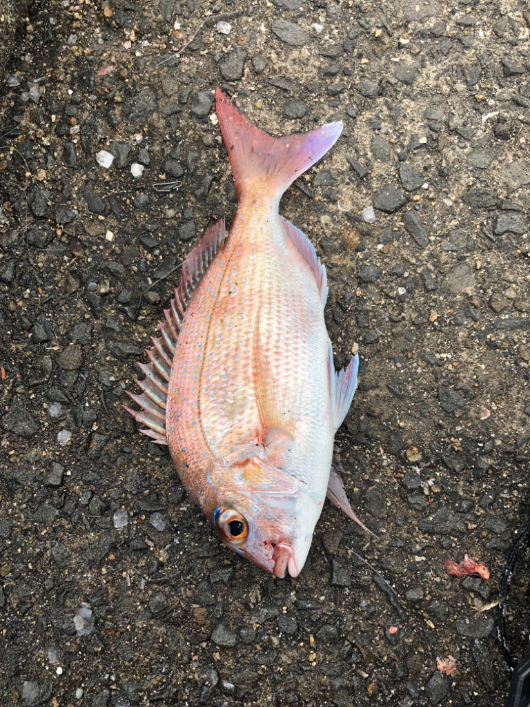 明石鯛を求めて…