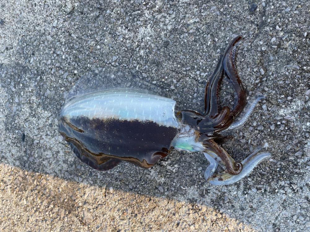 釣り納め