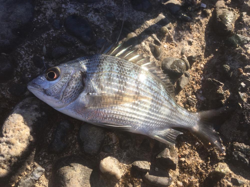 チヌ納め　釣り納め