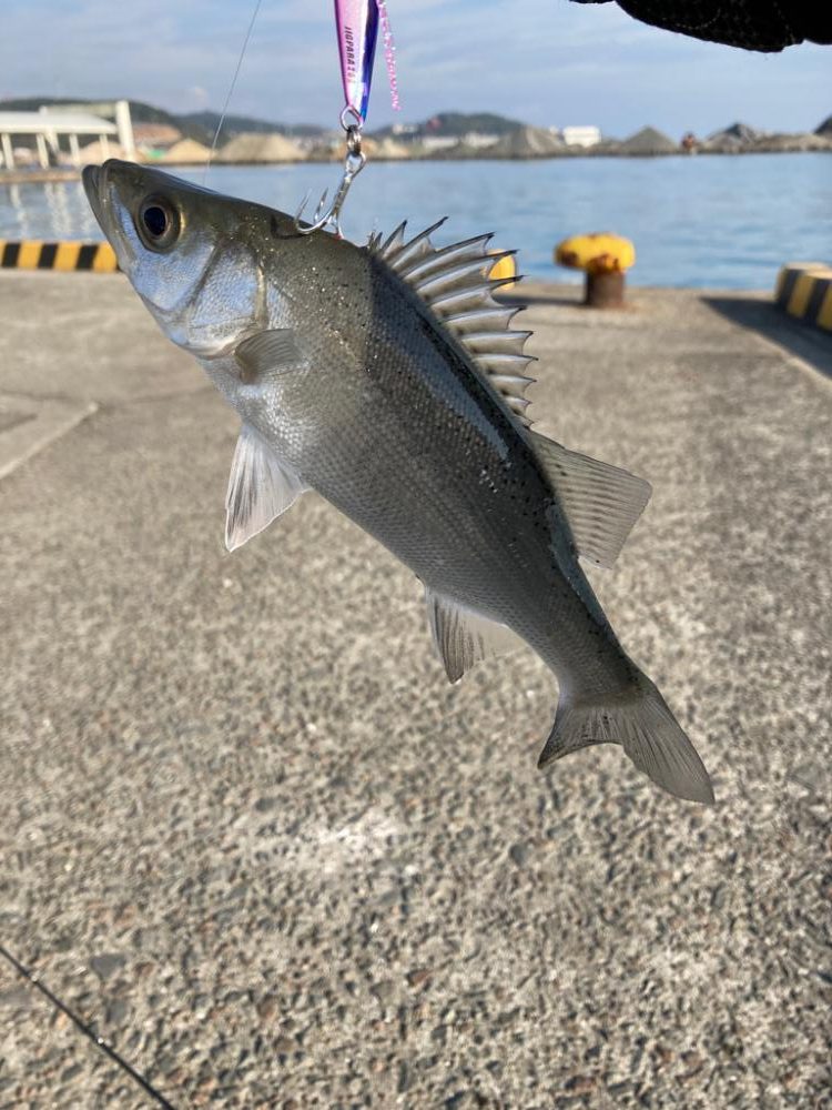 初シーバスキャッチ!