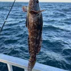 たまたま。初アイナメ